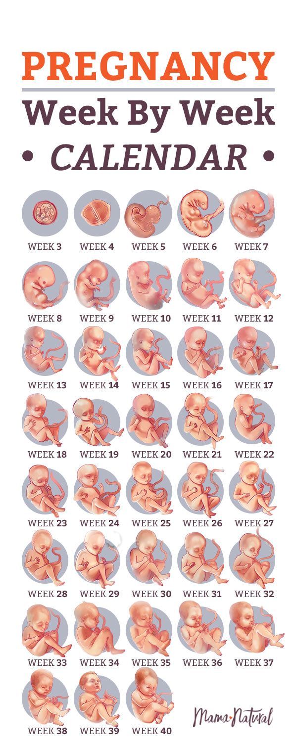 How Many Weeks Is A Pregnancy 1