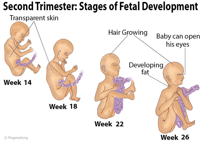 Second Trimester Of Pregnancy 1