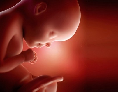 Fetal Development Week By Week 11