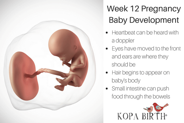 Fetal Development Week By Week 12