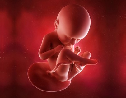 Fetal Development Week By Week 15