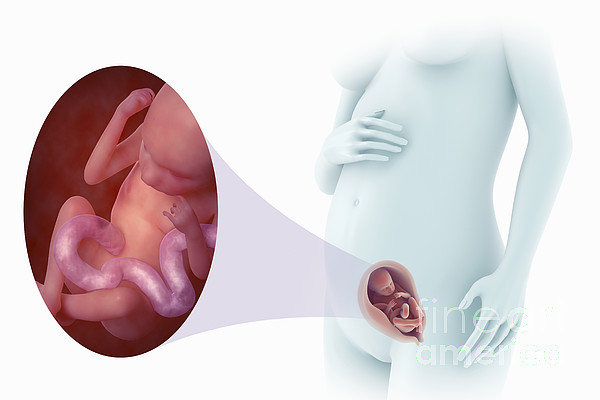 Fetal Development Week By Week 18
