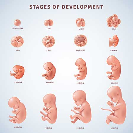 Fetal Development Week By Week 4