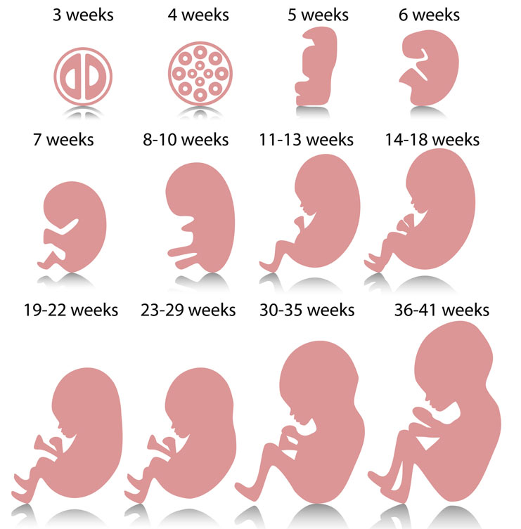 Fetal Development Week By Week 5