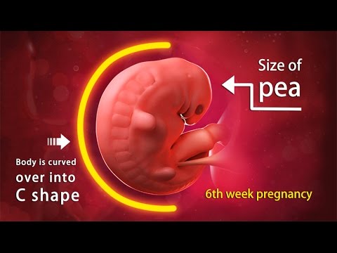 Fetal Development Week By Week 6