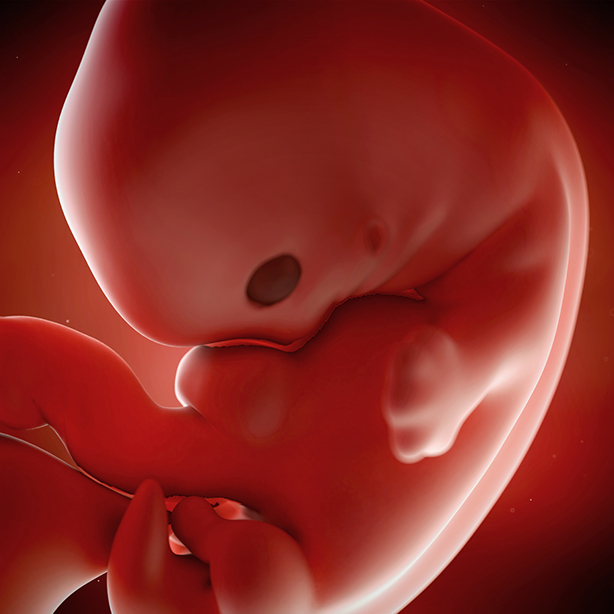 Fetal Development Week By Week 7