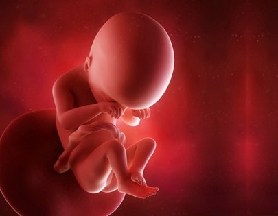 Fetal Development Week By Week 8