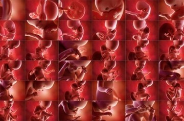 Fetal Development Week By Week