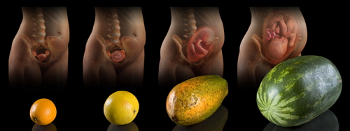 Uterus Size In Pregnancy