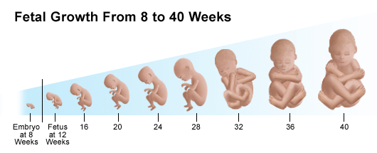 Sexual Positions During the First Trimester